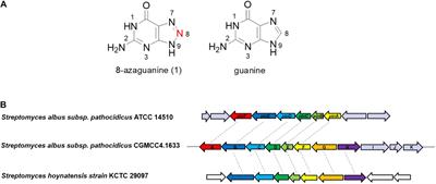 Identification of 8-Azaguanine Biosynthesis–Related Genes Provides Insight Into the Enzymatic and Non-enzymatic Biosynthetic Pathway for 1,2,3-Triazole